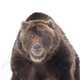 Image for article titled How To Fight A Bear And Win
